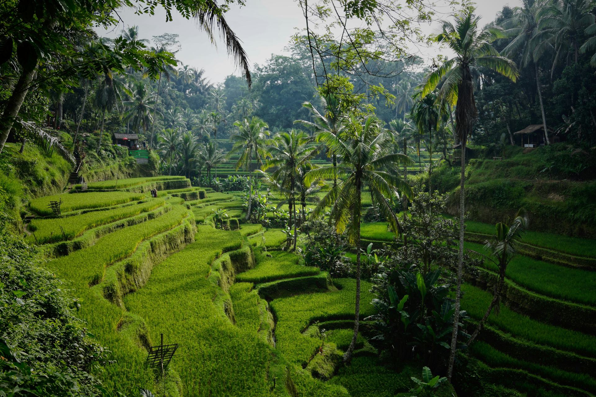 Rice terraces near Ubud, Bali