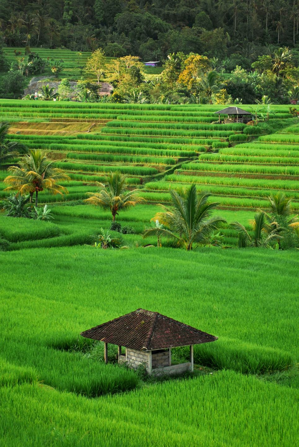 Rice paddies in a valley in Bali